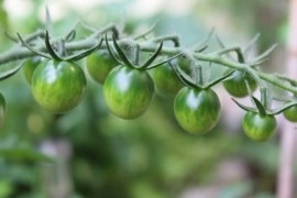К чему снятся зеленые помидоры