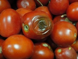 К чему снятся гнилые помидоры
