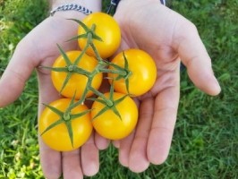 К чему снятся желтые помидоры